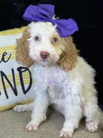 Jennie, a female Poodle - Miniature  and Cavachon for sale in Center Ridge, AR – 3 of 10