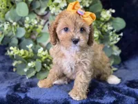 Molly, a female Cavapoo for sale in Center Ridge, AR – 7 of 10