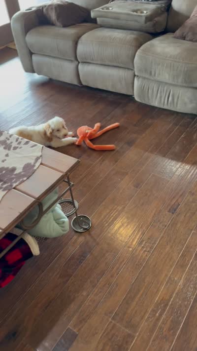 Jennie, a female Poodle - Miniature  and Cavachon for sale in Center Ridge, AR – 6 of 10