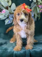 Haven, a female Cavapoo for sale in Center Ridge, AR – 7 of 10