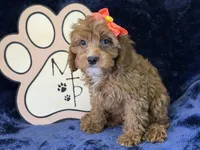Moana, a female Cavapoo for sale in Center Ridge, AR – 4 of 9