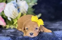 Nova, a female Cavapoo for sale in Center Ridge, AR – 8 of 10