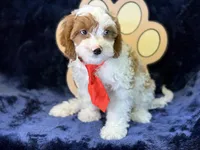 Cayman, a male Cavapoo for sale in Center Ridge, AR – 1 of 9