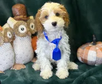 Hank, a male Cavapoo for sale in Center Ridge, AR – 2 of 7