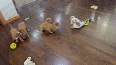 Ripley, a male Cavapoo for sale in Center Ridge, AR – 7 of 7