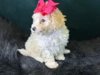 Cashmere, a female Bichpoo for sale in Center Ridge, AR – 4 of 8