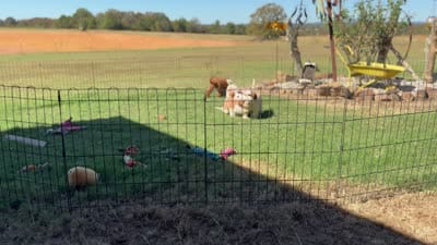 Kai, a male Cavapoo for sale in Center Ridge, AR – 5 of 6