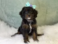 Maui, a female Cavalier King Charles Spaniel and Poochon for sale in Center Ridge, AR – 4 of 8