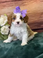 Roxy, a female Cavapoo for sale in Center Ridge, AR – 3 of 8