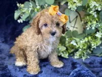 Molly, a female Cavapoo for sale in Center Ridge, AR – 9 of 10