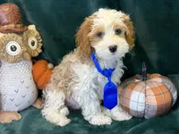 Hank, a male Cavapoo for sale in Center Ridge, AR – 4 of 7