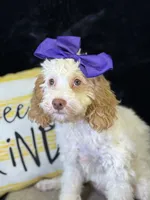 Jennie, a female Poodle - Miniature  and Cavachon for sale in Center Ridge, AR – 2 of 10