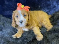 Haven, a female Cavapoo for sale in Center Ridge, AR – 5 of 7
