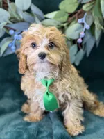Ripley, a male Cavapoo for sale in Center Ridge, AR – 7 of 10