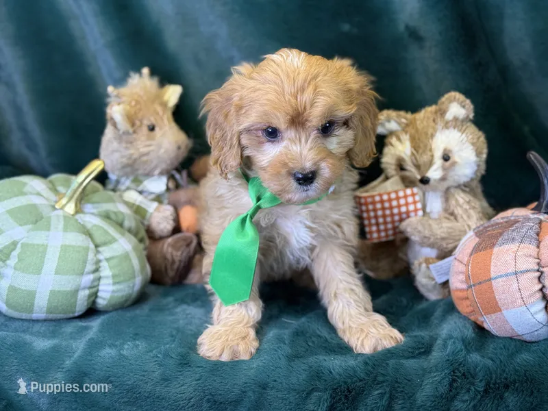 Monty – Bichon Frise, Cavapoo puppy for sale in Center Ridge, AR