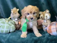 Monty, a male Bichon Frise and Cavapoo for sale in Center Ridge, AR – 1 of 5