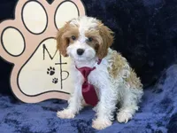 Kai, a male Cavapoo for sale in Center Ridge, AR – 5 of 7