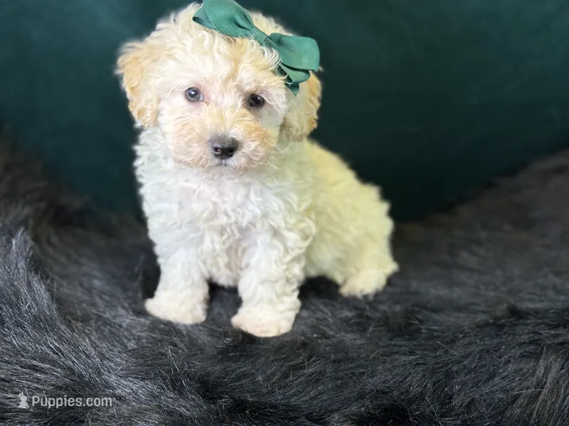 Bianca – Bichpoo puppy for sale in Center Ridge, AR