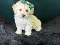 Bianca, a female Bichpoo for sale in Center Ridge, AR – 1 of 8