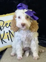 Jennie, a female Poodle - Miniature  and Cavachon for sale in Center Ridge, AR – 5 of 10