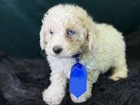 Albus, a male Bichpoo for sale in Center Ridge, AR – 3 of 7