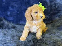 Lani, a female Cavapoo for sale in Center Ridge, AR – 5 of 7