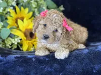 Claire, a female Poochon for sale in Center Ridge, AR – 10 of 10