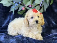 Paloma, a female Bichpoo for sale in Center Ridge, AR – 5 of 9
