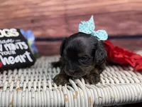Maui, a female Cavalier King Charles Spaniel and Poochon for sale in Center Ridge, AR – 2 of 8