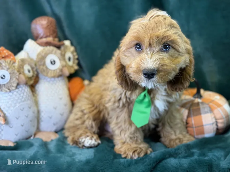 Clarke – Cavapoo puppy for sale in Center Ridge, AR