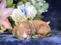 Finn, a male Cavapoo for sale in Center Ridge, AR – 2 of 8
