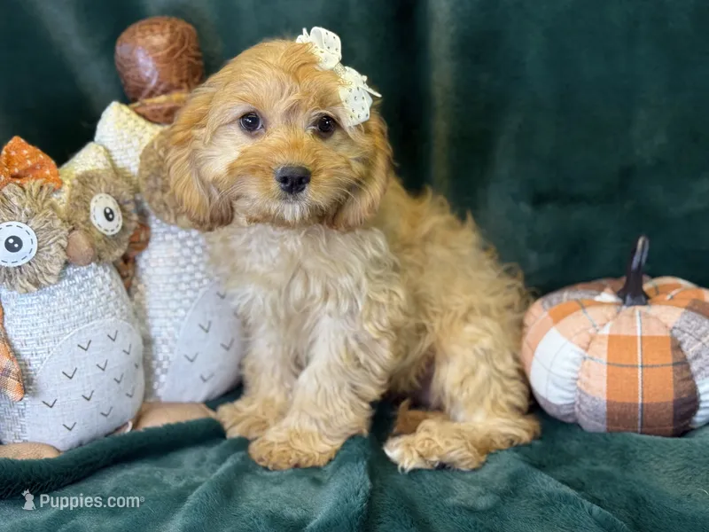 Stella – Cavapoo puppy for sale in Center Ridge, AR
