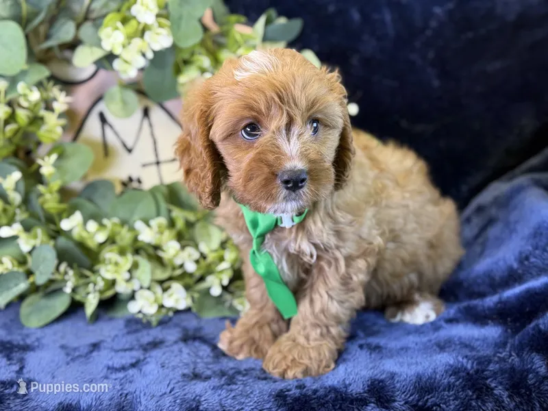 Clarke – Cavapoo puppy for sale in Center Ridge, AR