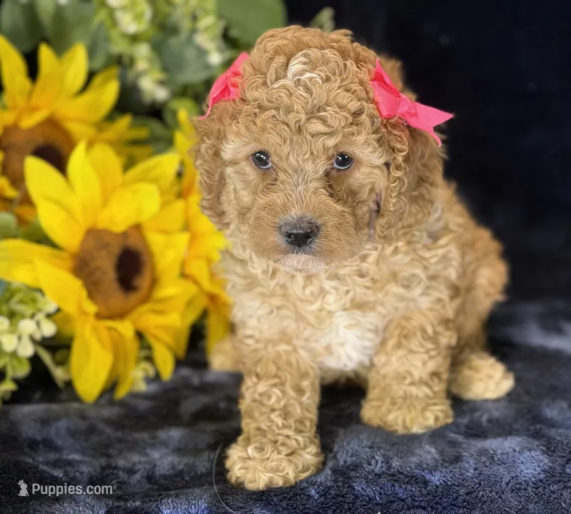 Claire – Poodle - Miniature , Cavachon puppy for sale in Center Ridge, AR