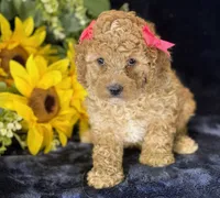 Claire, a female Poochon for sale in Center Ridge, AR – 1 of 10