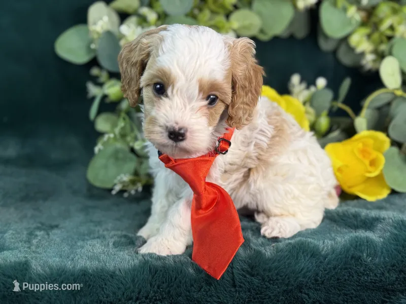 Ace – Cavapoo puppy for sale in Center Ridge, AR
