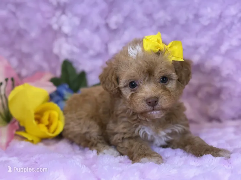 Marina – Cavalier King Charles Spaniel, Poochon puppy for sale in Center Ridge, AR