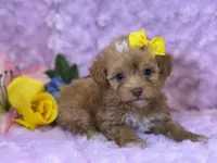 Marina, a female Cavalier King Charles Spaniel and Poochon for sale in Center Ridge, AR – 6 of 7