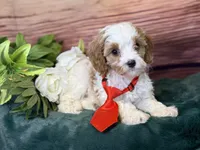 Ace, a male Cavapoo for sale in Center Ridge, AR – 7 of 10