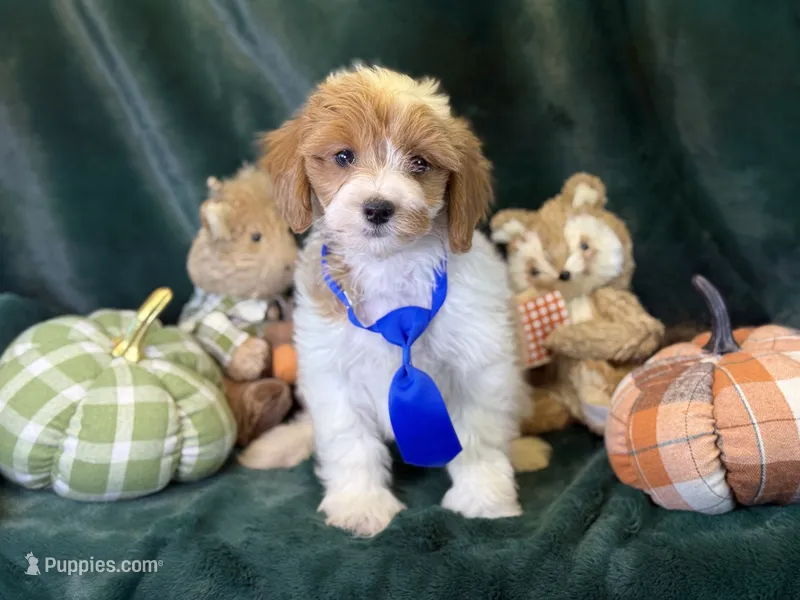 Oscar – Bichon Frise, Cavapoo puppy for sale in Center Ridge, AR