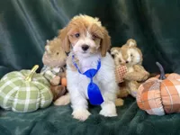 Oscar, a male Bichon Frise and Cavapoo for sale in Center Ridge, AR – 1 of 6