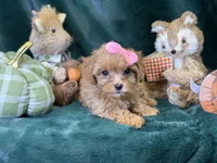 Rosie, a female Bichon Frise and Cavapoo for sale in Center Ridge, AR – 2 of 4