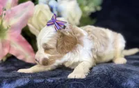 Roxy, a female Cavapoo for sale in Center Ridge, AR – 6 of 10