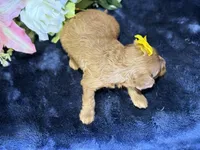 Nova, a female Cavapoo for sale in Center Ridge, AR – 10 of 10