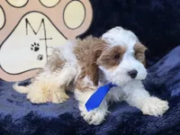 Tatum, a male Cavapoo for sale in Center Ridge, AR – 8 of 10