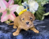 Nova, a female Cavapoo for sale in Center Ridge, AR – 1 of 10