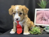 Romeo, a male Bichon Frise and Cavapoo for sale in Center Ridge, AR – Photo 7 of 9