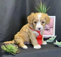 Romeo, a male Bichon Frise and Cavapoo for sale in Center Ridge, AR – Photo 6 of 9