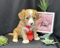 Romeo, a male Bichon Frise and Cavapoo for sale in Center Ridge, AR – Photo 3 of 9