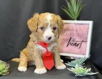Romeo, a male Bichon Frise and Cavapoo for sale in Center Ridge, AR – Photo 2 of 9